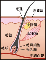�t�H���L�����[�E���j�b�g�iFU /follicular unit�j
